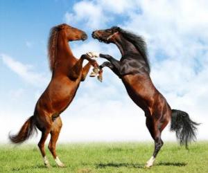 Puzzle Δύο άλογα εκτροφής